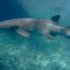 School of ‘harmless’ sharks spotted in Samboan