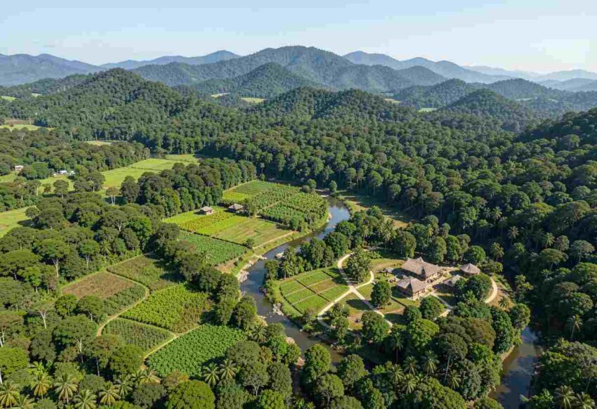 San Remigio Targets 60% Forest Cover in 10 Years