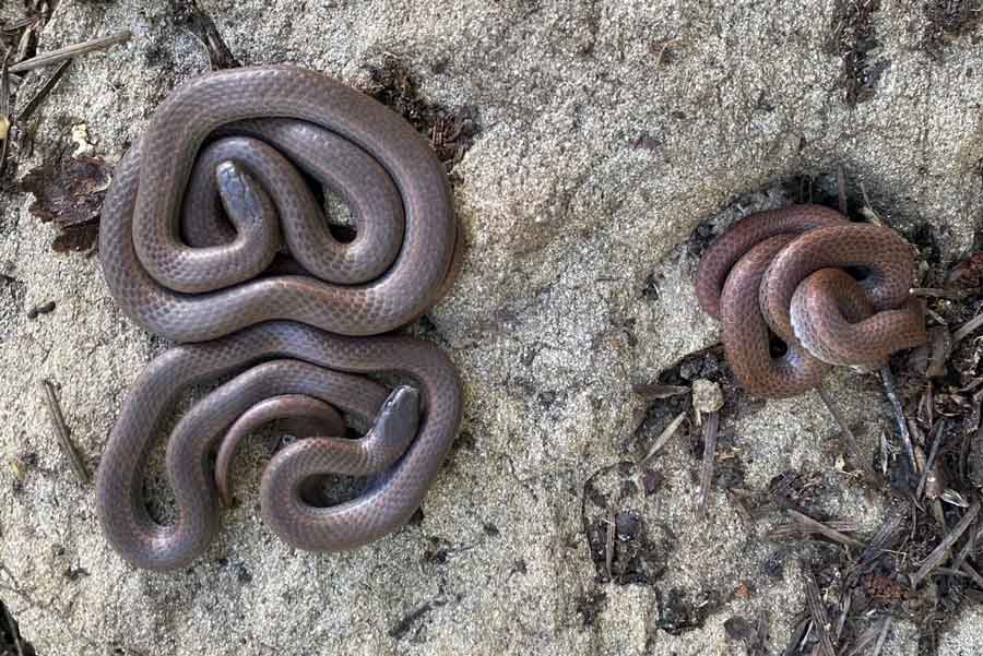 Rare-Endangered-Snake-Found-on-Lasqueti-Island01_optimize