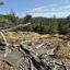 Rare-Endangered-Snake-Found-on-Lasqueti-Island_optimize
