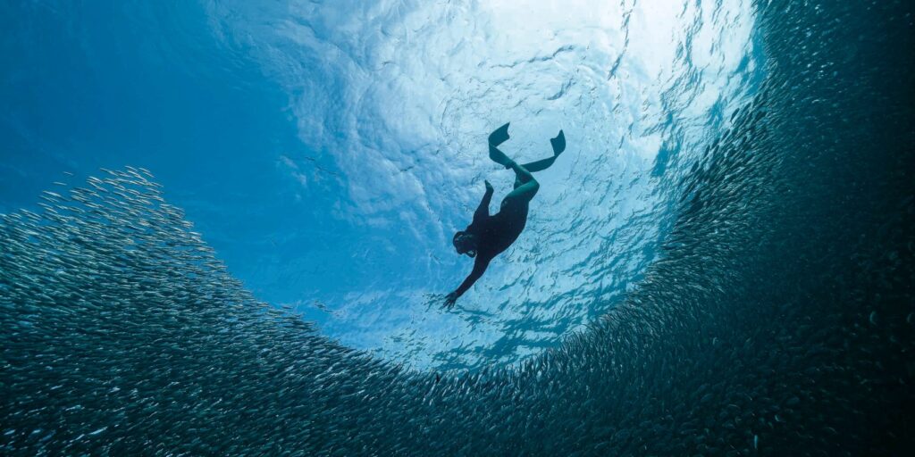 Moalboal’s sardine run inside the living ocean